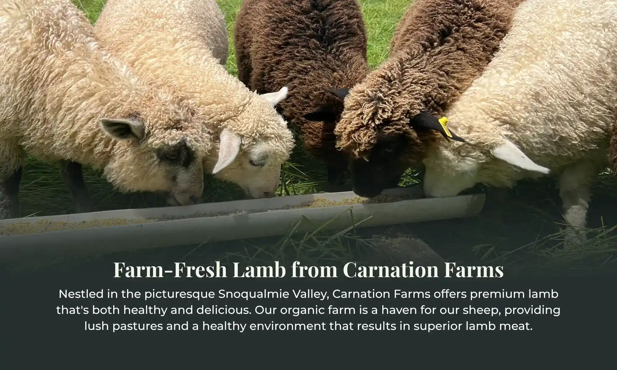 Sheep grazing together on green pastures at Carnation Farms