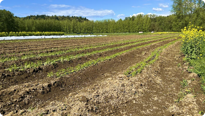 Organic Crop