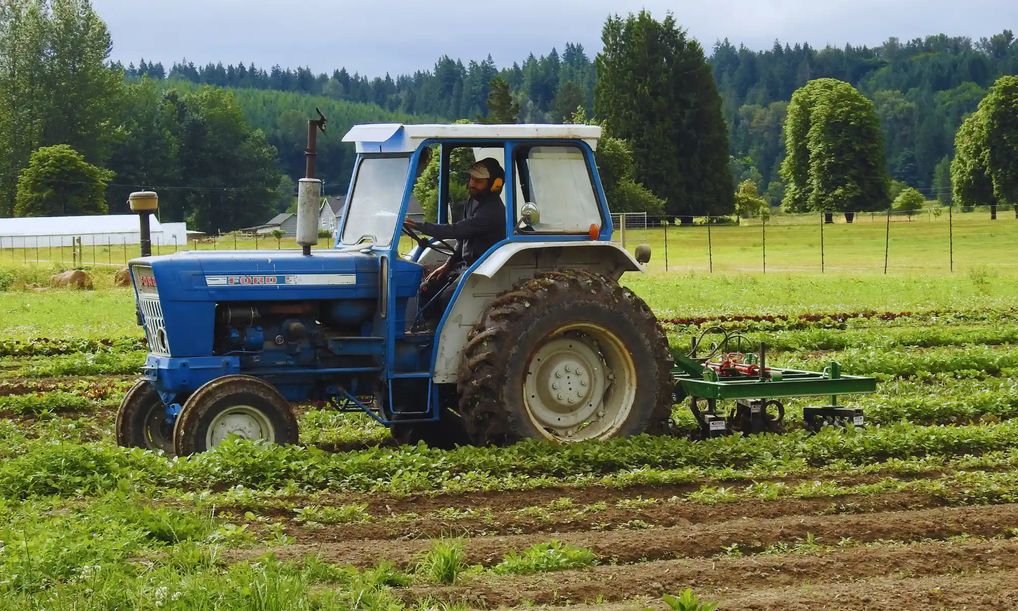 Farmer driving tractor in crop field.