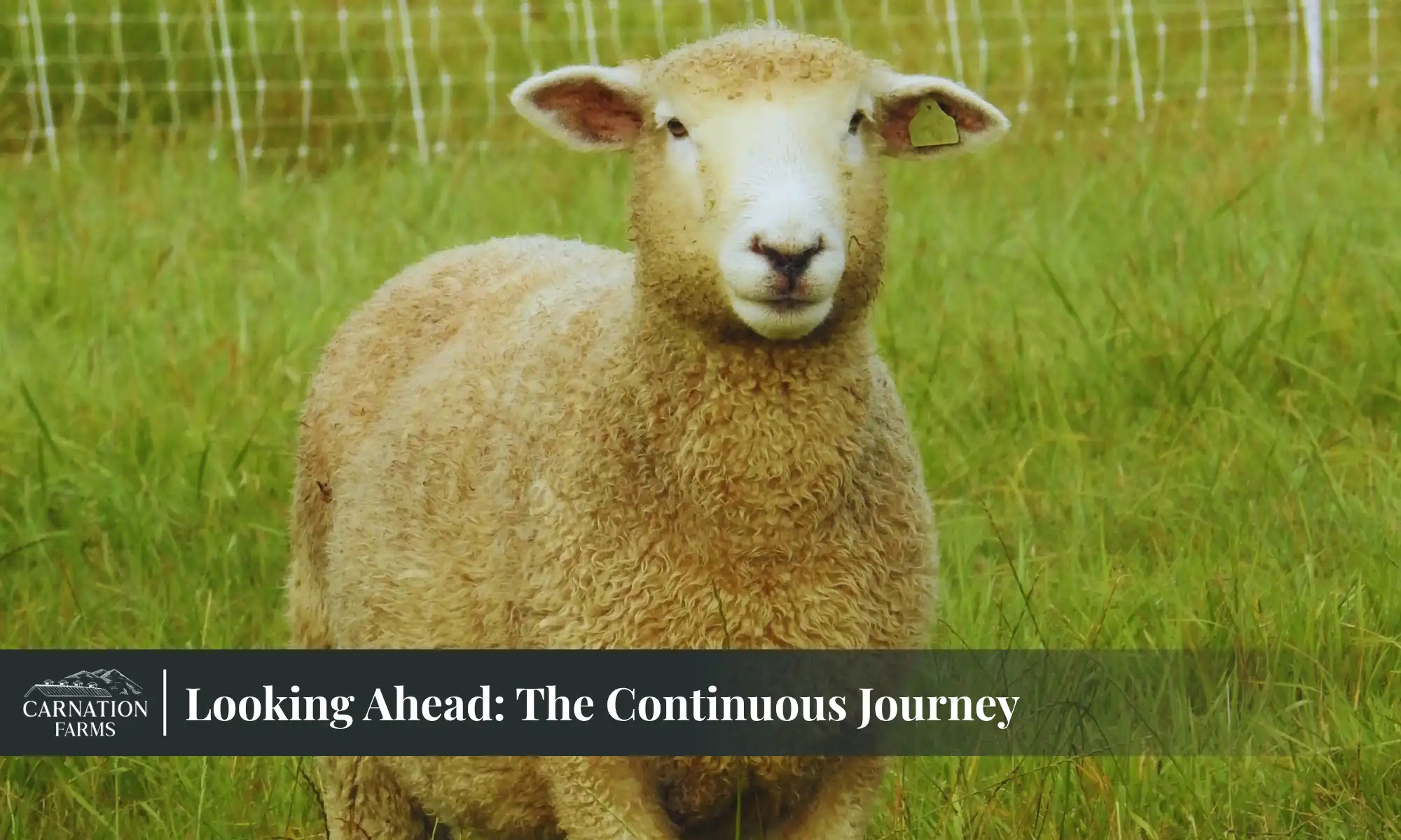 Sheep standing in a green pasture at Carnation Farms