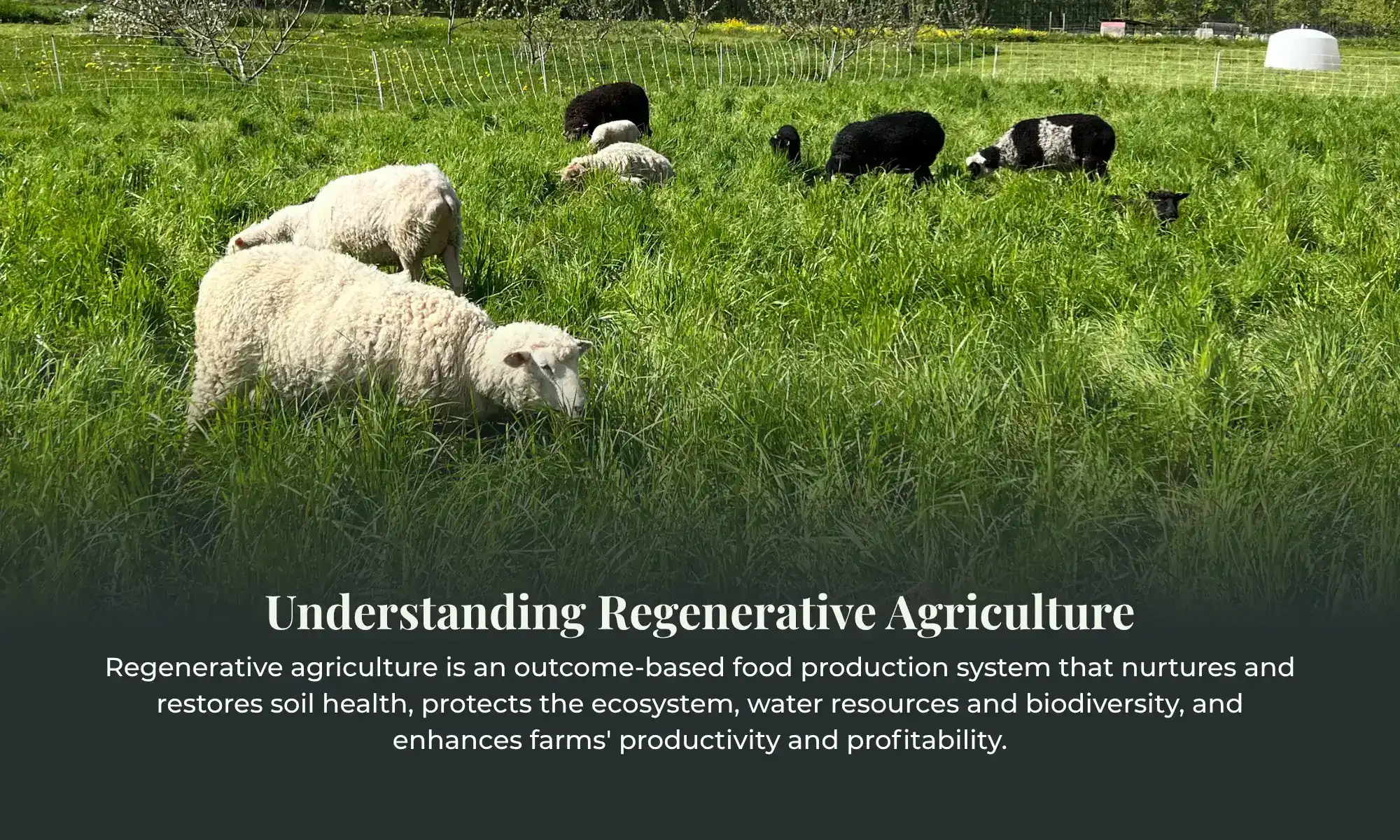 Sheep grazing on green pasture under regenerative farming practices