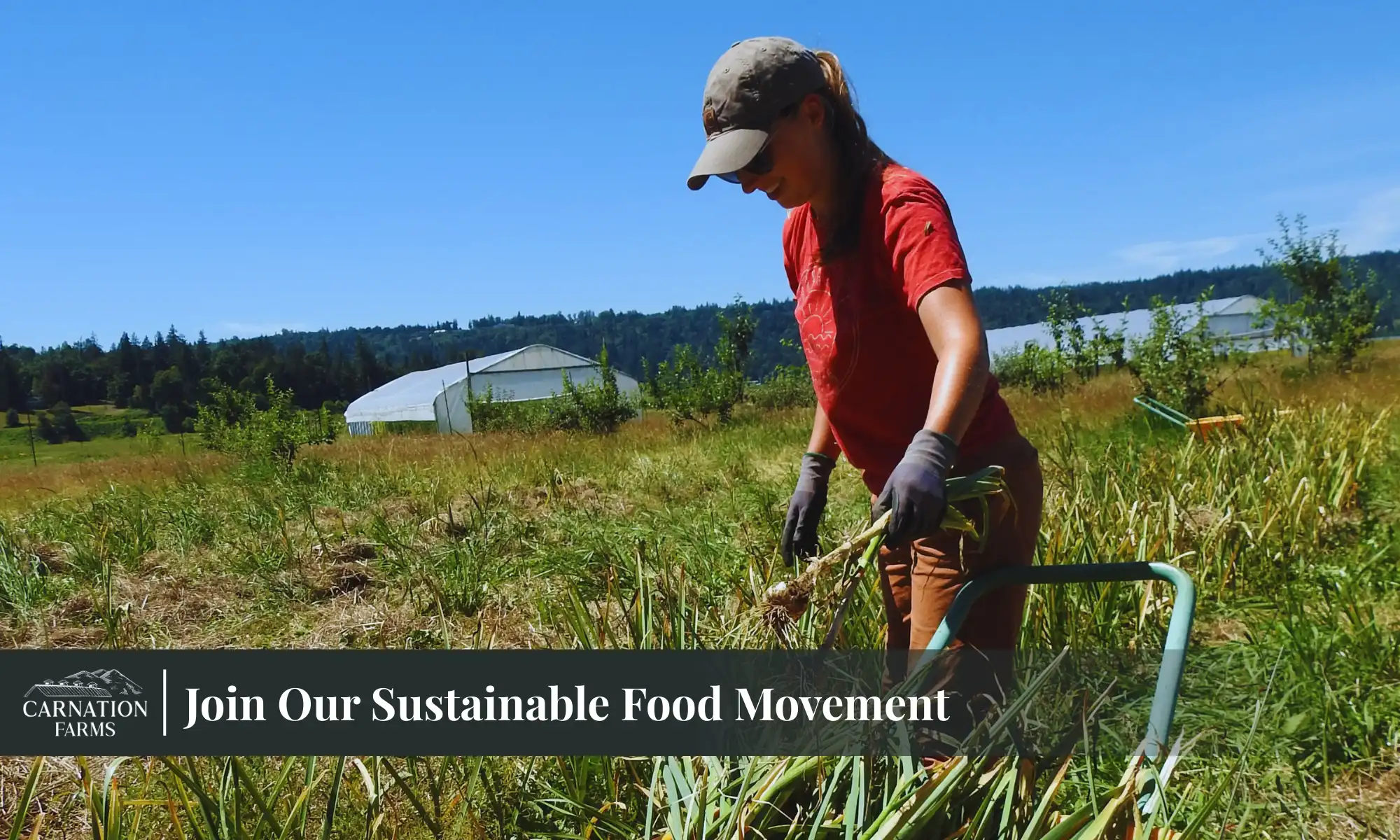 Farm worker harvesting crops in the field at Carnation Farms